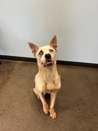 Sky, an adoptable Mixed Breed in Mishawaka, IN, 46545 | Photo Image 5