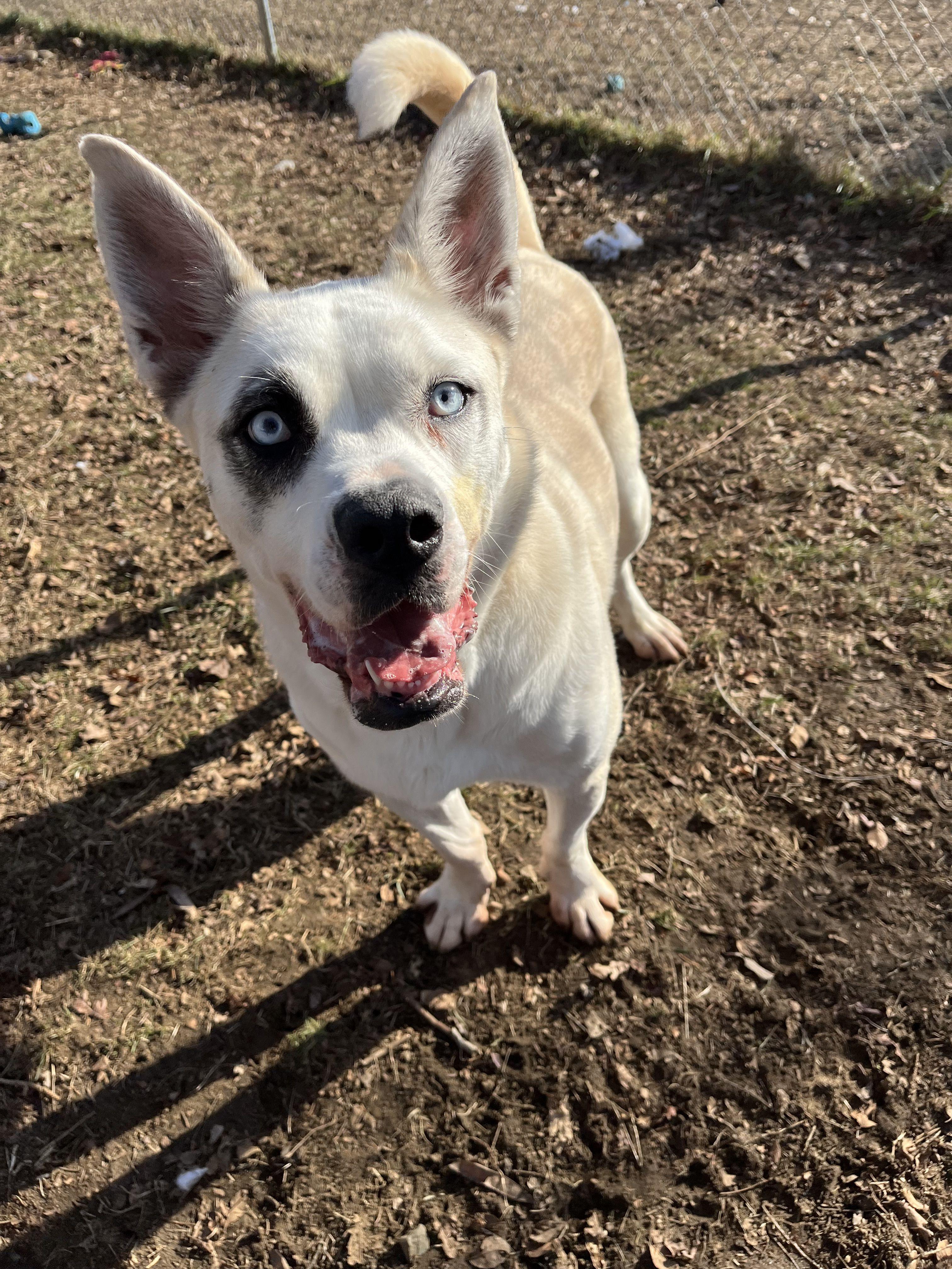 Enlarge Sky, a Adoptable mixed breed in Mishawaka, IN image 2/6