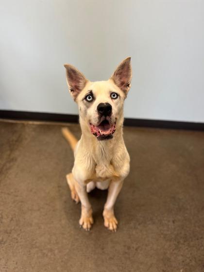 Sky, an adoptable Mixed Breed in Mishawaka, IN, 46545 | Photo Image 6
