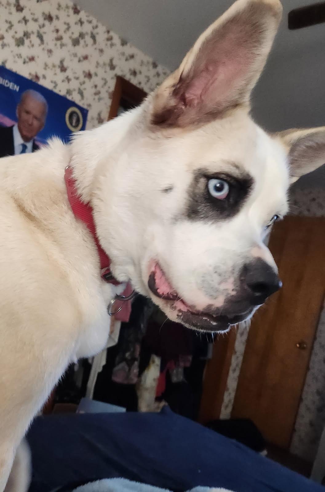 Sky, an adoptable Mixed Breed in Mishawaka, IN, 46545 | Photo Image 5