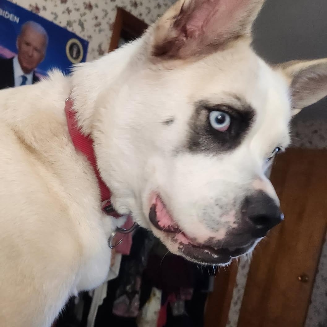 Sky, a Adoptable mixed breed in Mishawaka, IN image 3/6