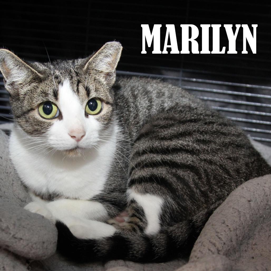 Enlarge Marilyn, a Adoptable Domestic Short Hair in Mooresville, NC image 1/2