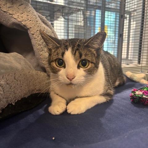 Enlarge Marilyn, a Adoptable Domestic Short Hair in Mooresville, NC image 2/2