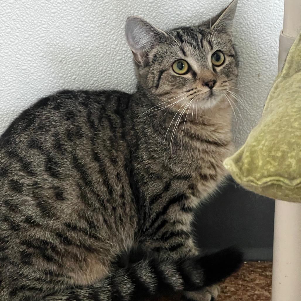 Dora, Adoptable, Adult Female Domestic Short Hair.