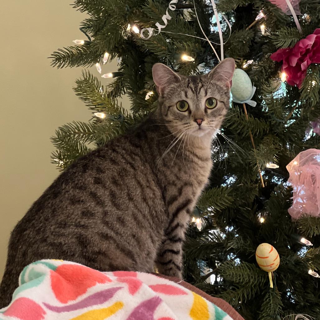 Enlarge Dora, a Adoptable Domestic Short Hair in Harrisville, WV image 2/3