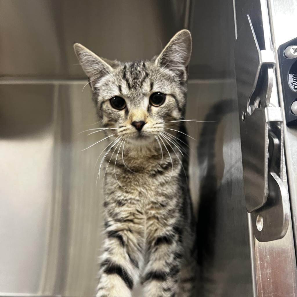 Enlarge Dora, a Adoptable Domestic Short Hair in Harrisville, WV image 3/3