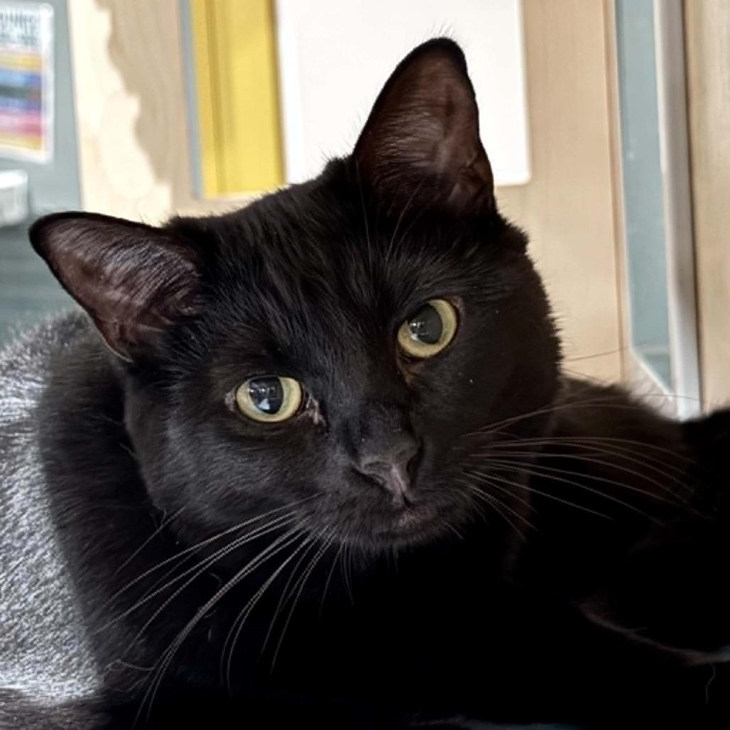 Vikkie, Adoptable, Young Female Domestic Short Hair.