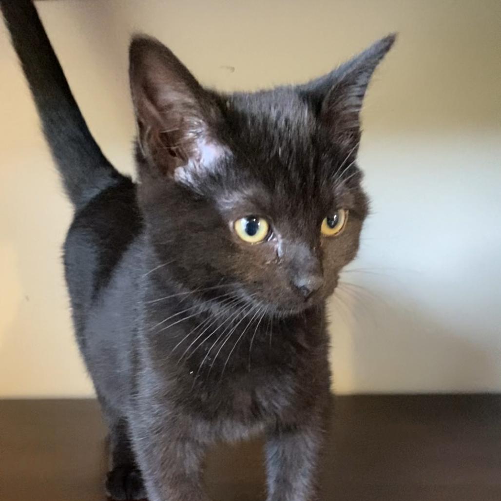Vikkie, a Adoptable Domestic Short Hair in Wichita, KS image 2/6