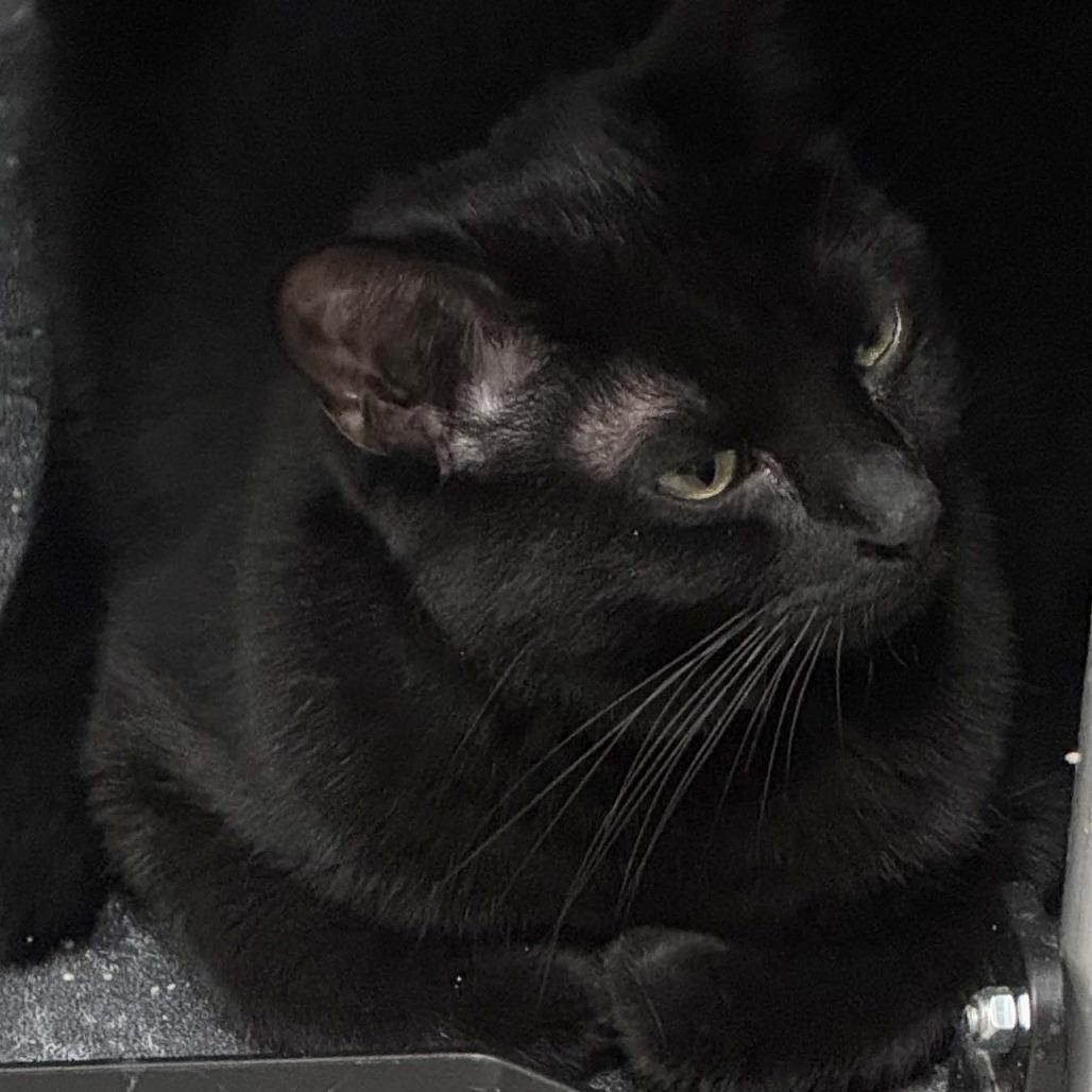 Vikkie, a Adoptable Domestic Short Hair in Wichita, KS image 3/6