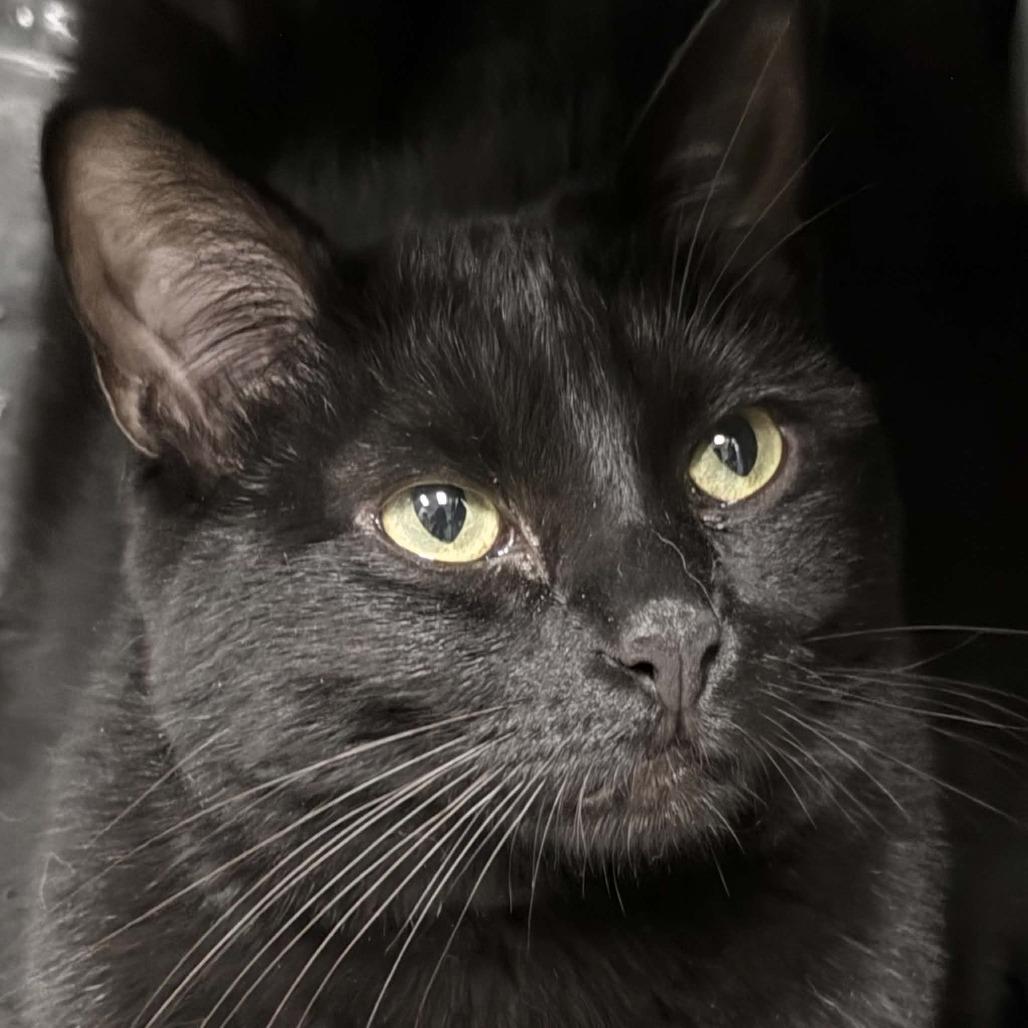 Vikkie, a Adoptable Domestic Short Hair in Wichita, KS image 4/6