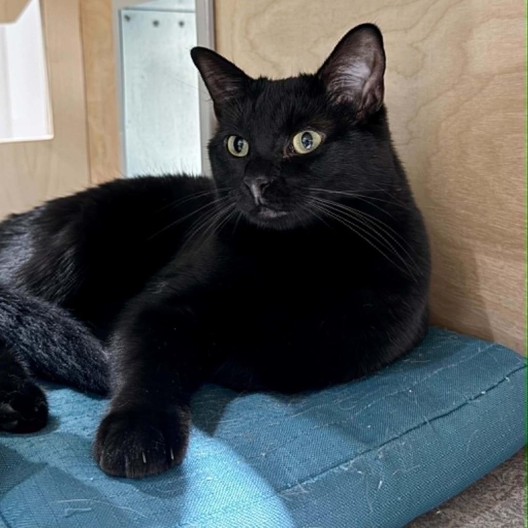 Vikkie, a Adoptable Domestic Short Hair in Wichita, KS image 5/6