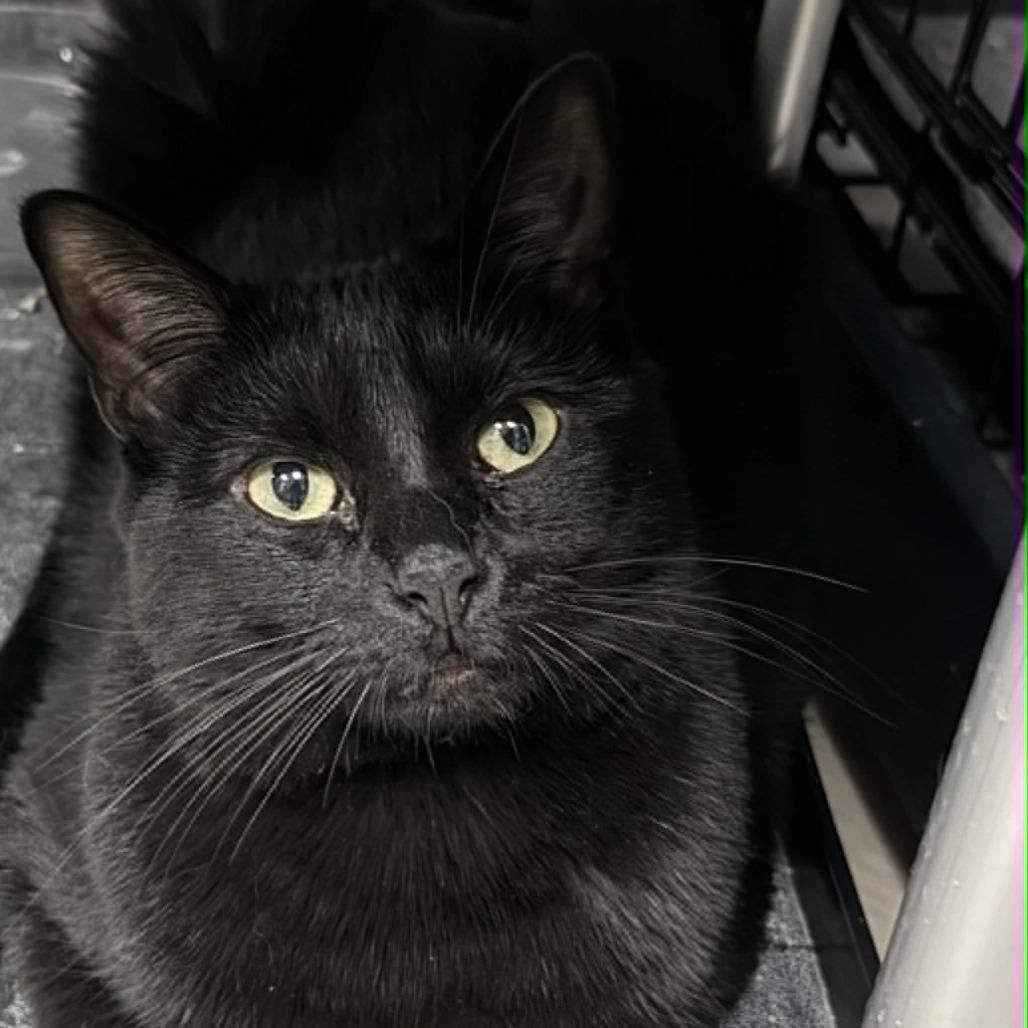 Vikkie, a Adoptable Domestic Short Hair in Wichita, KS image 6/6