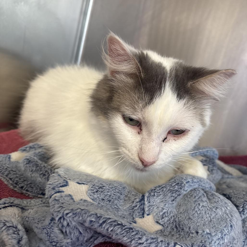 Enlarge Bubba, a Adoptable Domestic Short Hair in Hamburg, NY image 1/1