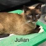 Julian, Adoptable, Adult Male Siamese & Siamese.