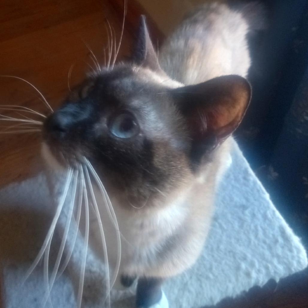 Julian, a Adoptable mixed breed in Kingman, KS image 6/6