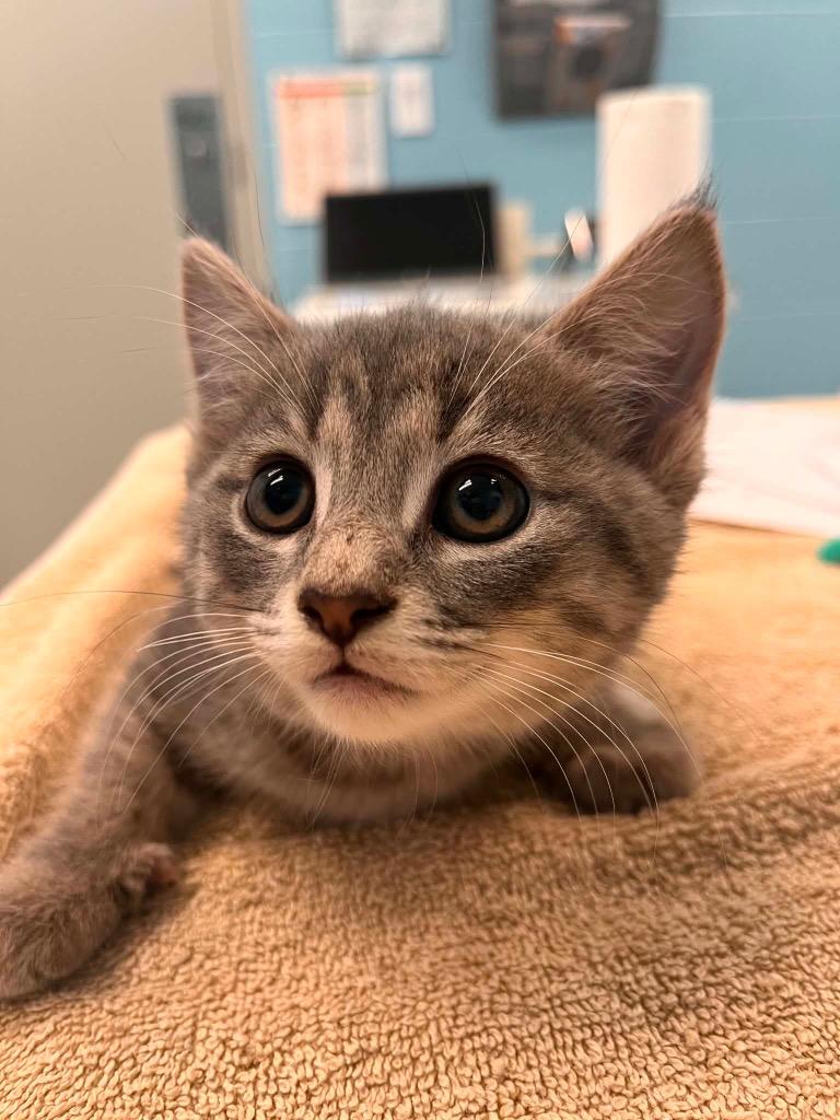 Dove, adopted, Kitten Female Domestic Short Hair.