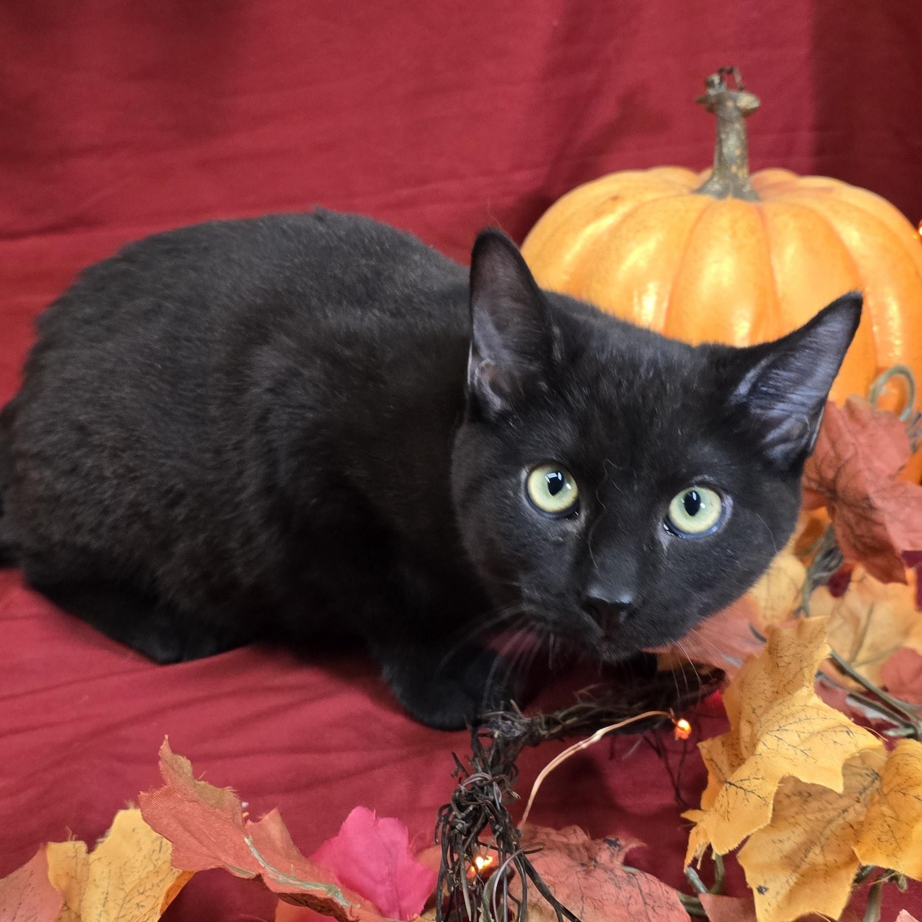 Chipmunk, Adoptable, Kitten Male Domestic Short Hair.