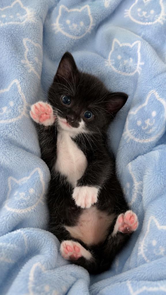 Figaro, Adoptable, Kitten Male Domestic Short Hair.