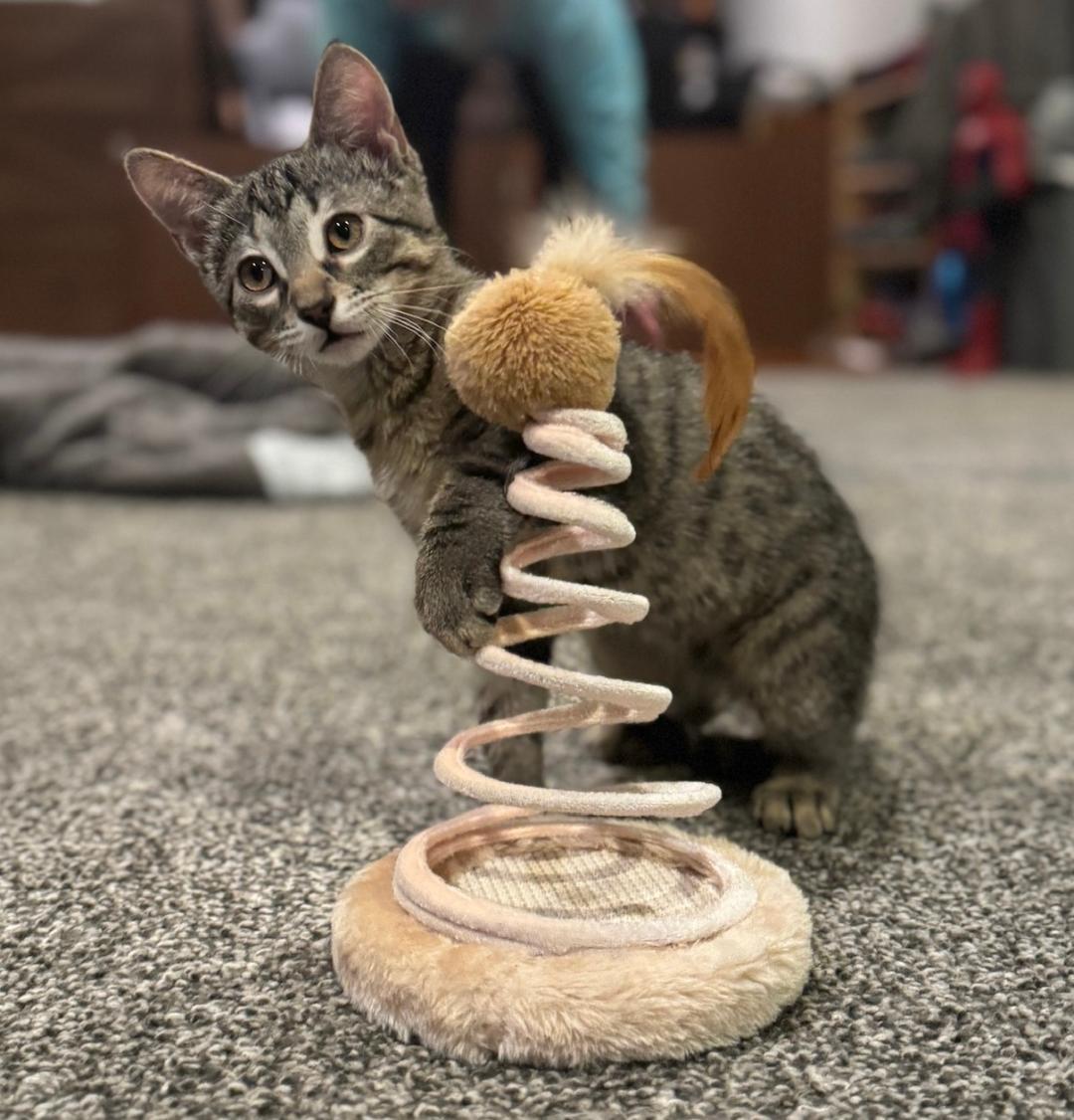 Enlarge Dover, a ADOPTABLE mixed breed in Elmhurst, IL image 2/6