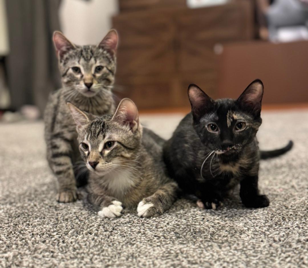 Enlarge Dover, a ADOPTABLE mixed breed in Elmhurst, IL image 5/6