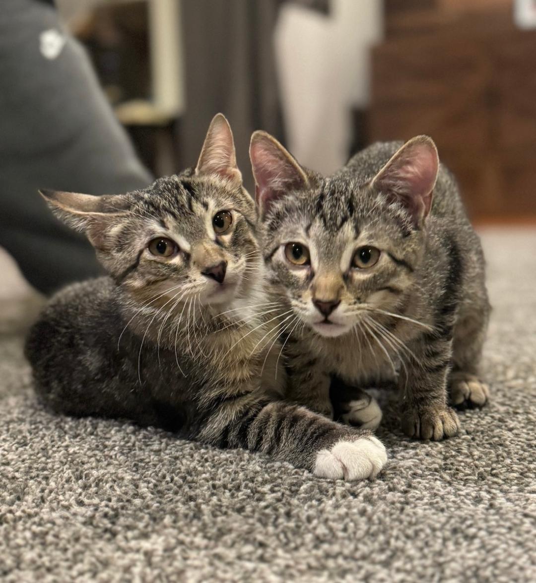 Enlarge Dover, a ADOPTABLE mixed breed in Elmhurst, IL image 4/6