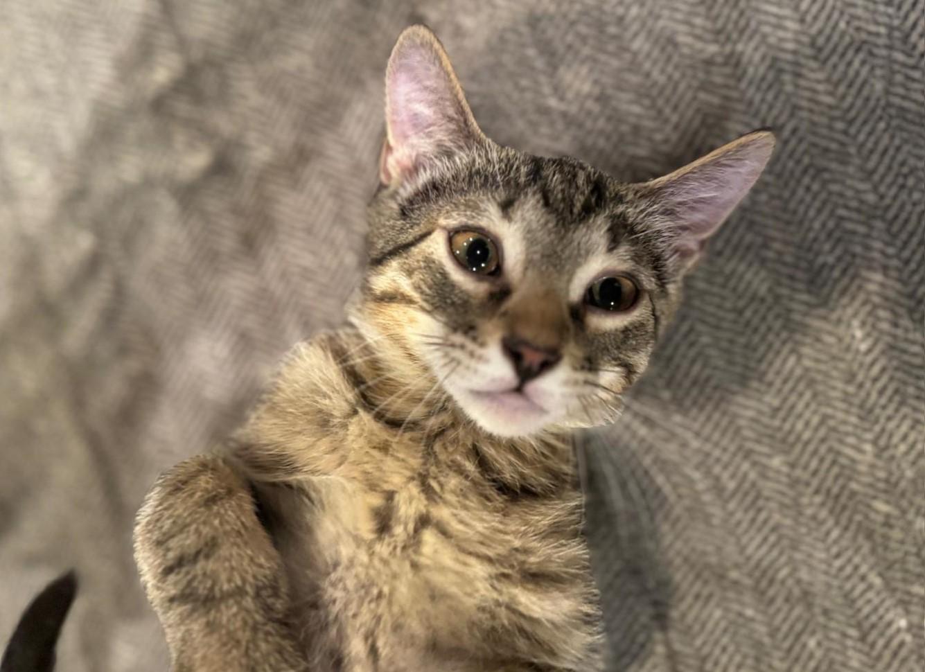 Enlarge Dover, a ADOPTABLE mixed breed in Elmhurst, IL image 3/6