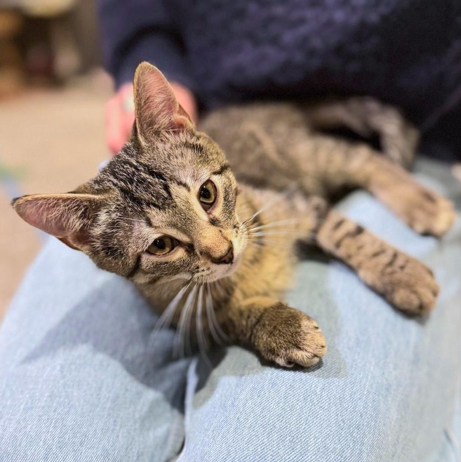 Enlarge Dover, a ADOPTABLE mixed breed in Elmhurst, IL image 1/6