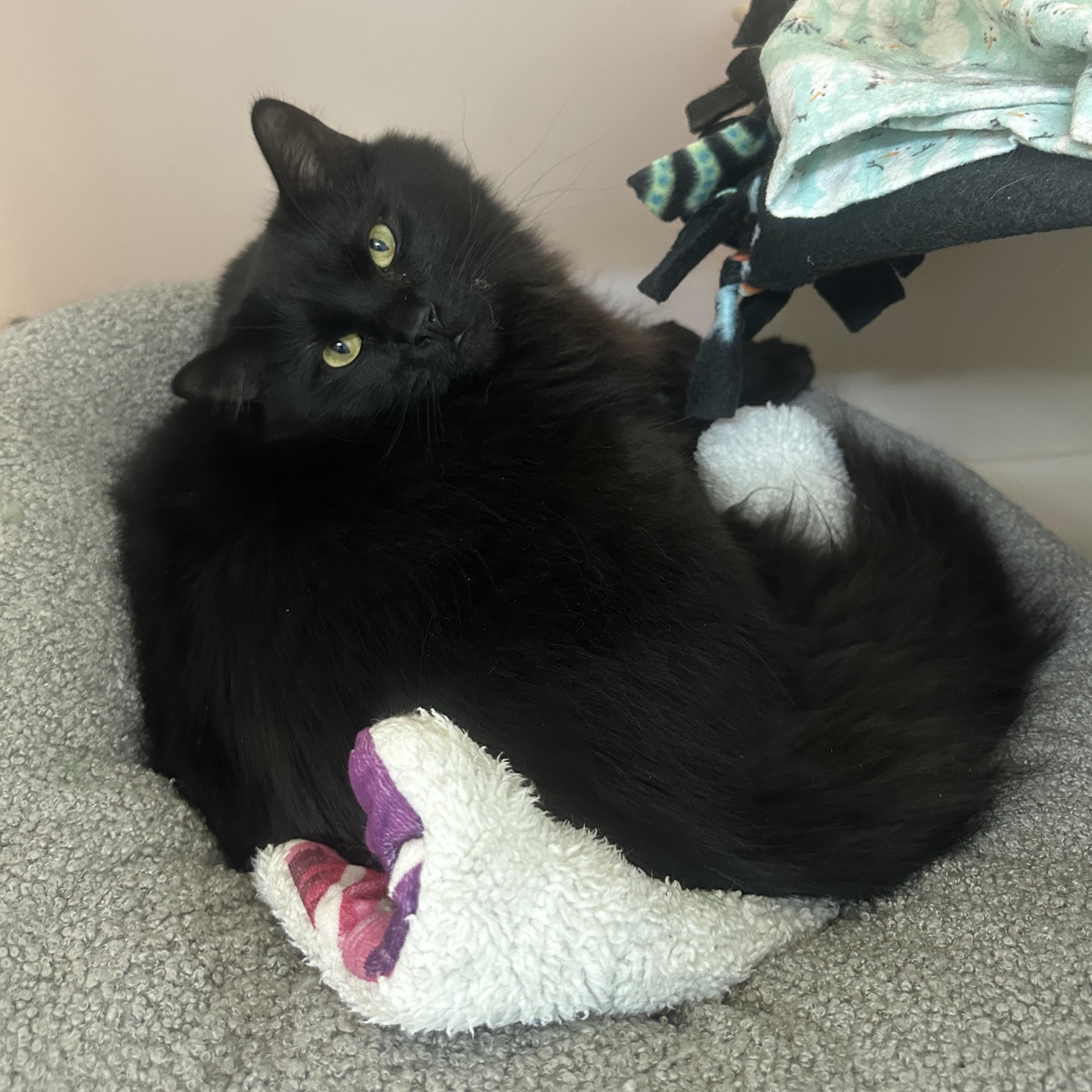 Enlarge Frodo, a Adoptable mixed breed in Anchorage, AK image 4/4