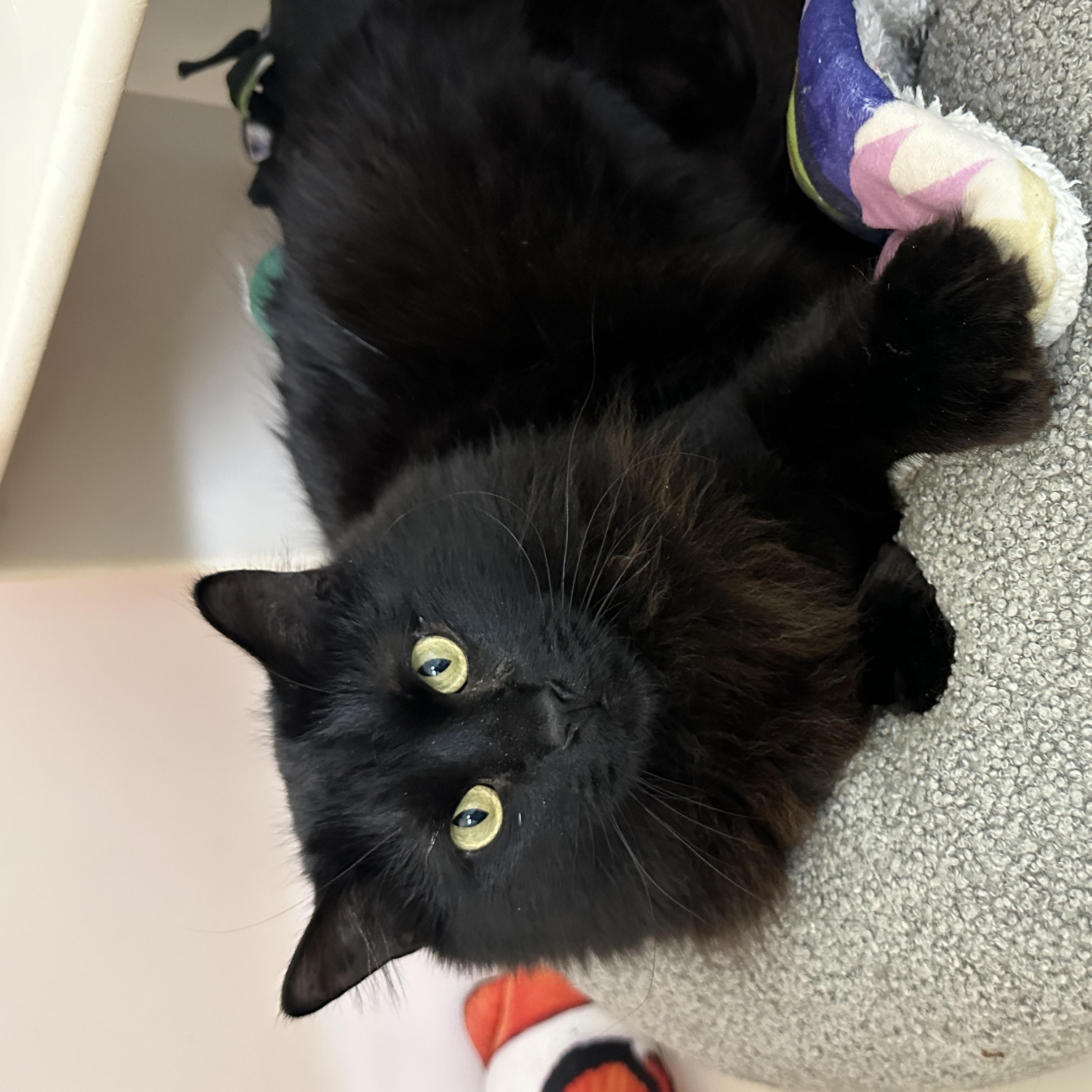 Enlarge Frodo, a Adoptable mixed breed in Anchorage, AK image 3/4