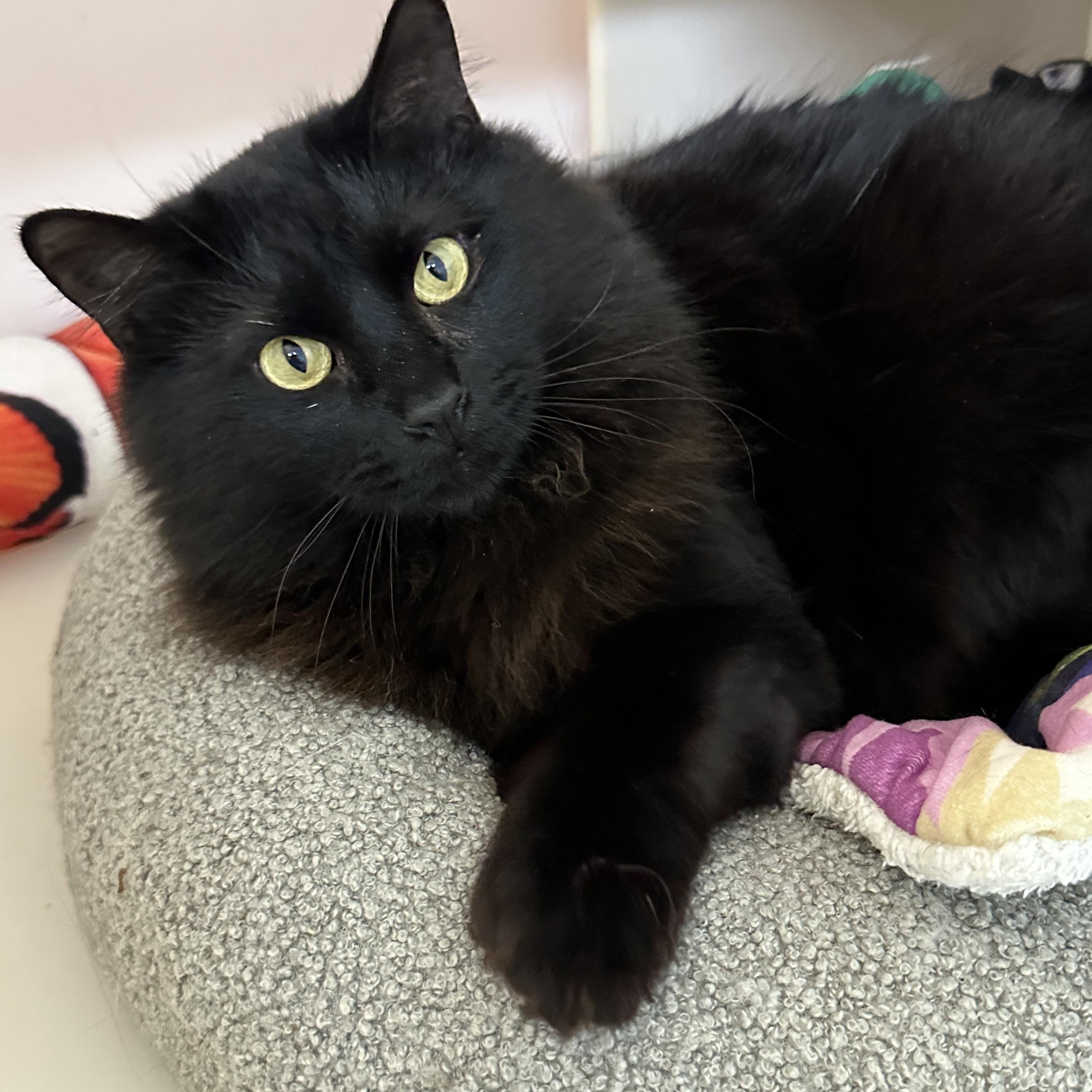 Enlarge Frodo, a Adoptable mixed breed in Anchorage, AK image 2/4