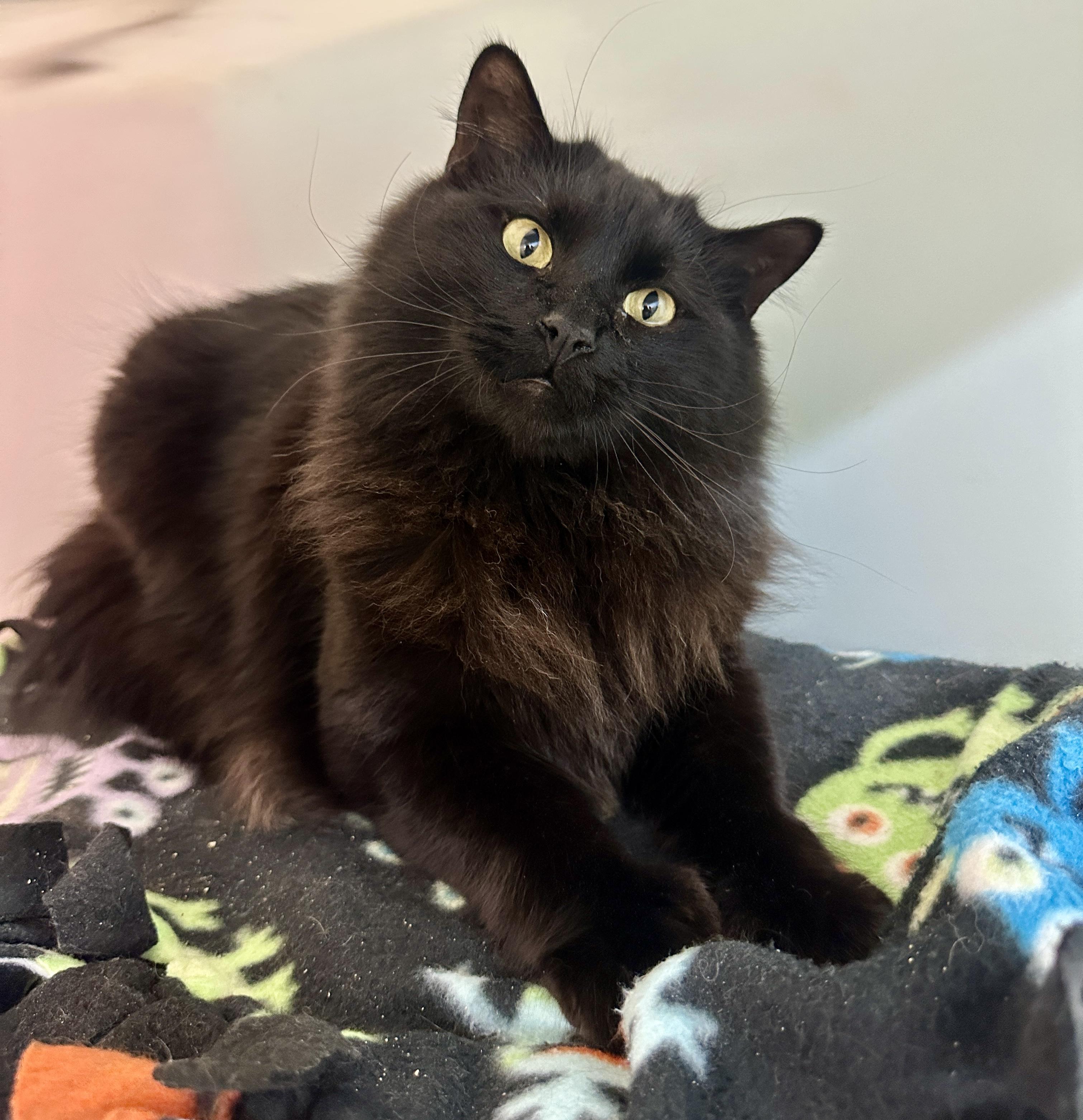 Frodo, Adoptable, Adult Male Domestic Long Hair.