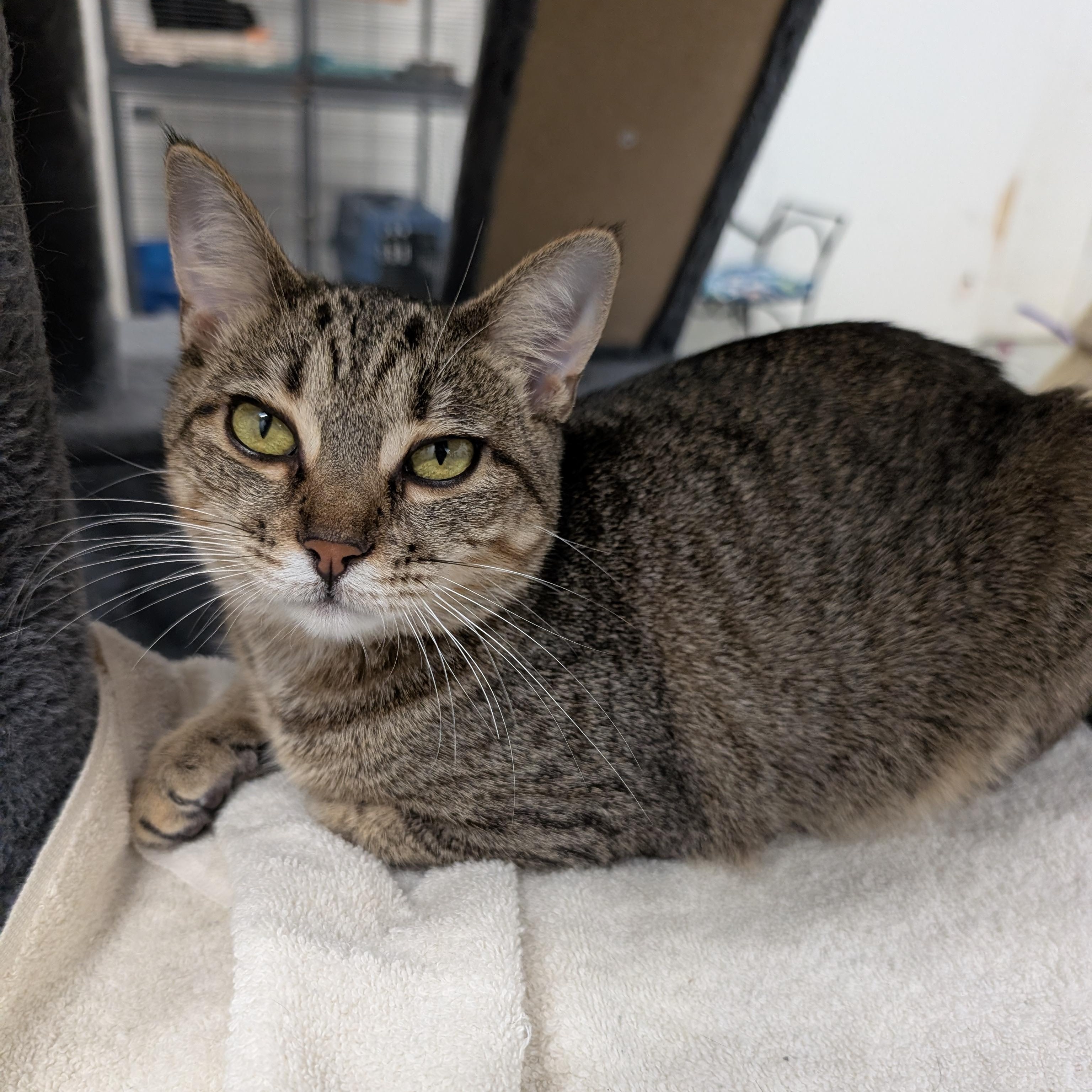 Junebug, Adoptable, Kitten Female Domestic Short Hair.