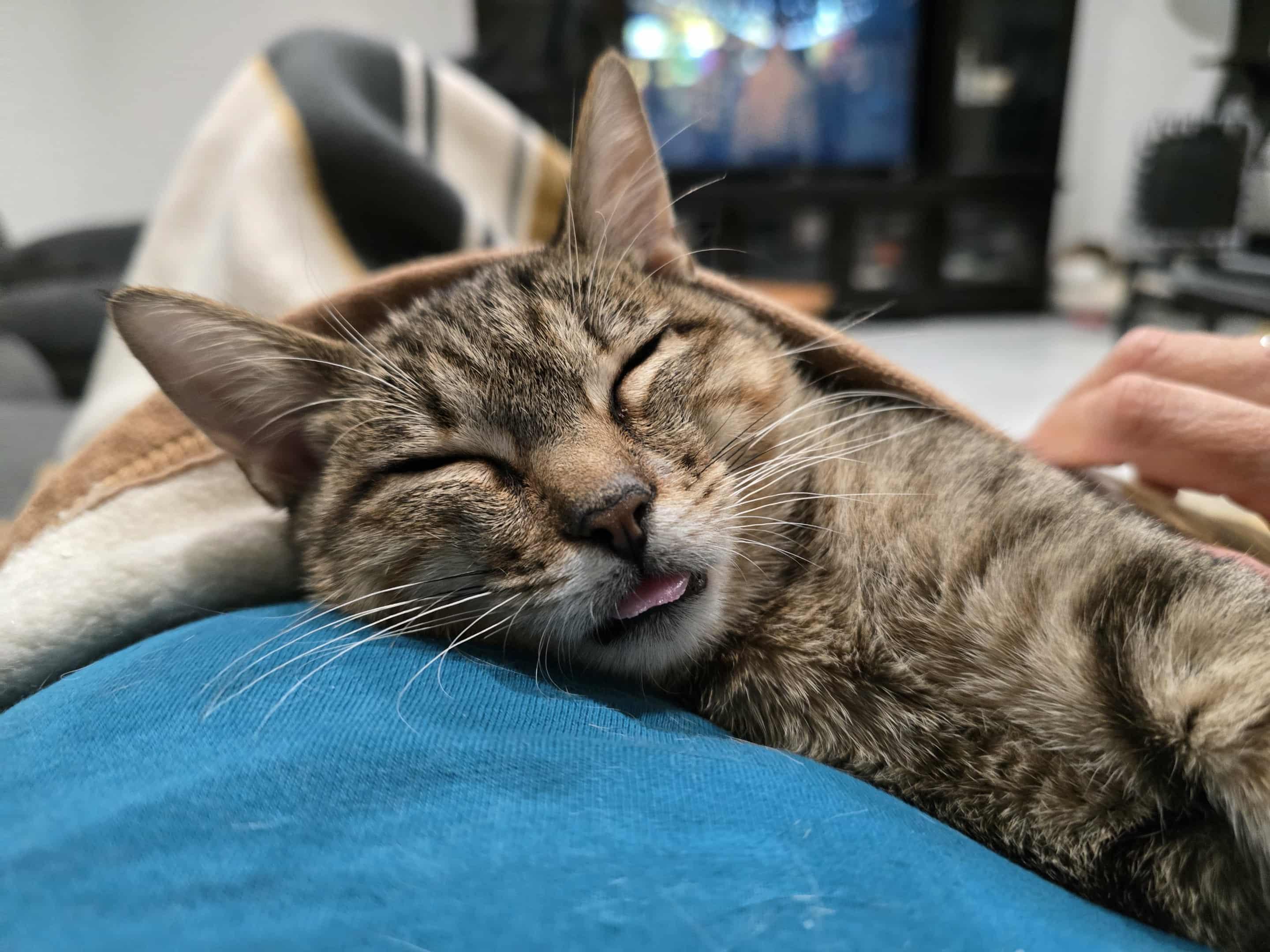 Enlarge Junebug, a Adoptable Domestic Short Hair in West Palm Beach, FL image 3/4