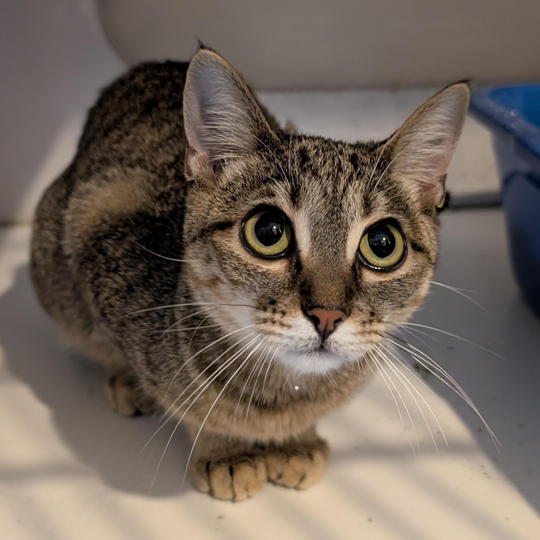 Enlarge Junebug, a Adoptable Domestic Short Hair in West Palm Beach, FL image 2/4