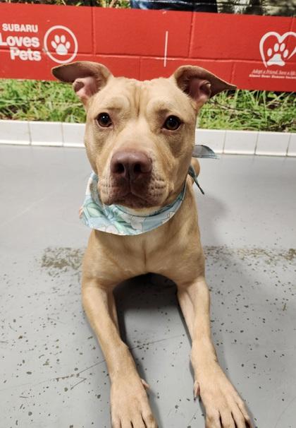 Bailey, a Adoptable Pit Bull Terrier in Lafayette, IN image 1/2