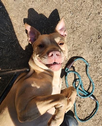 Bailey, a Adoptable Pit Bull Terrier in Lafayette, IN image 2/2