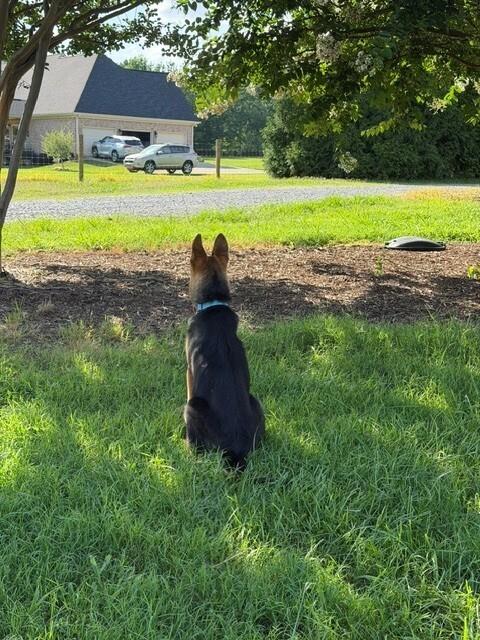 Finn, Adoptable, Puppy Male German Shepherd Dog.