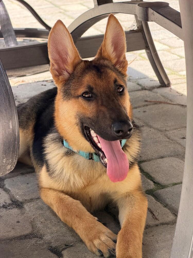 Finn, a Adoptable German Shepherd Dog in Dacula, GA image 2/6