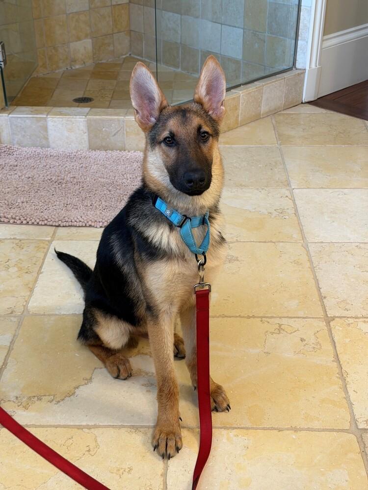 Finn, a Adoptable German Shepherd Dog in Dacula, GA image 3/6