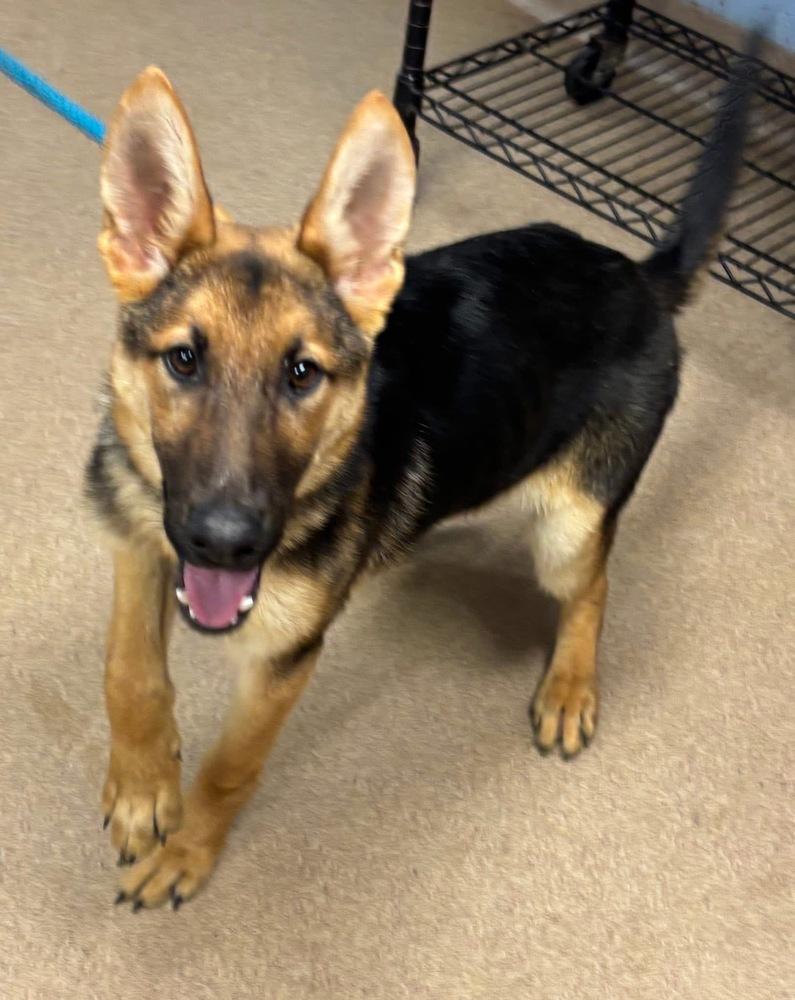 Finn, a Adoptable German Shepherd Dog in Dacula, GA image 4/6