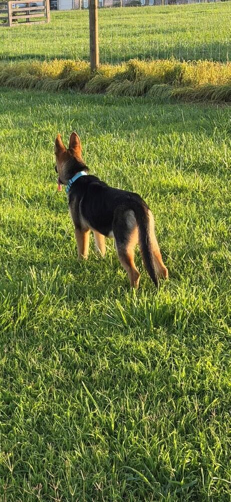Finn, a Adoptable German Shepherd Dog in Dacula, GA image 5/6