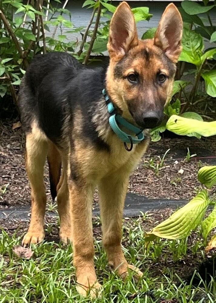 Finn, a Adoptable German Shepherd Dog in Dacula, GA image 6/6