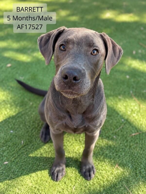 Enlarge Barrett, a Adoptable mixed breed in Supply, NC image 1/1