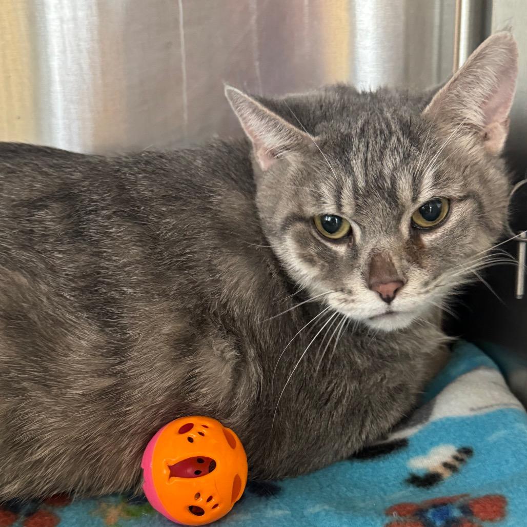 Enlarge Tuna, a Adoptable Domestic Short Hair in Waukesha, WI image 1/2