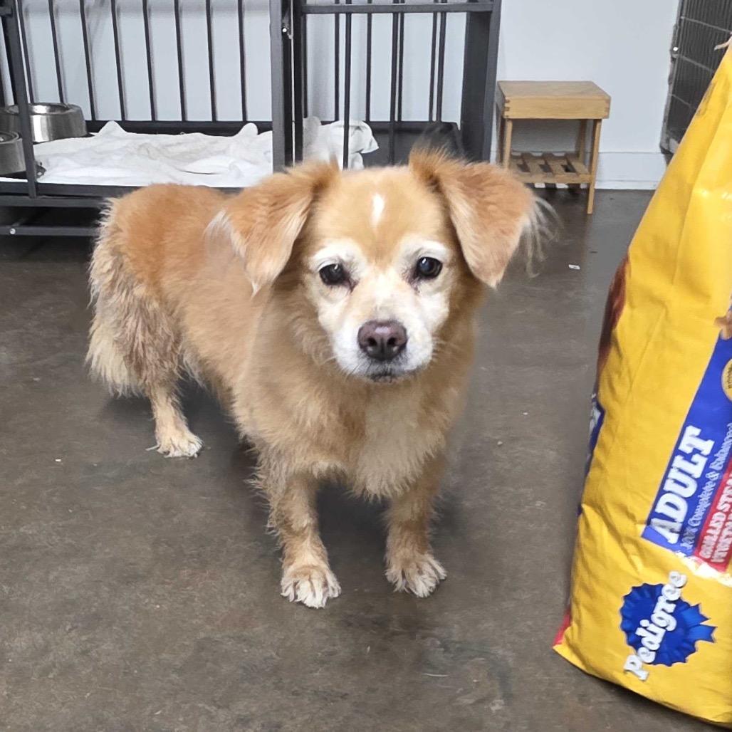 Enlarge Carmella, a Adoptable Cardigan Welsh Corgi in Valdosta , GA image 1/3