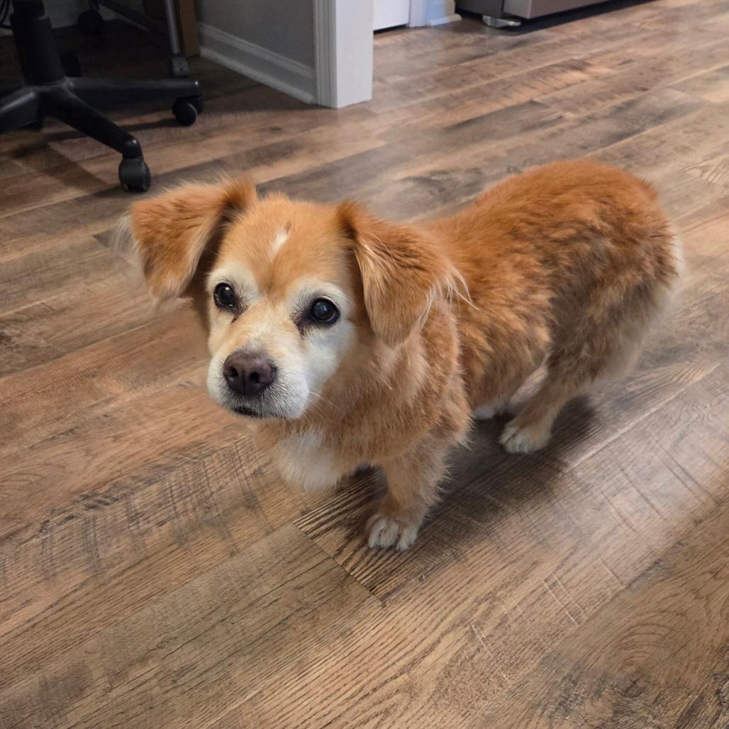 Enlarge Carmella, a Adoptable Cardigan Welsh Corgi in Valdosta , GA image 2/3
