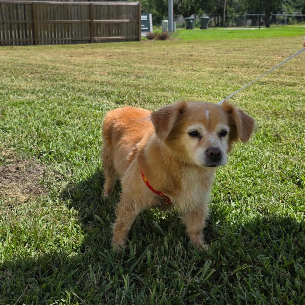 Enlarge Carmella, a Adoptable Cardigan Welsh Corgi in Valdosta , GA image 3/3