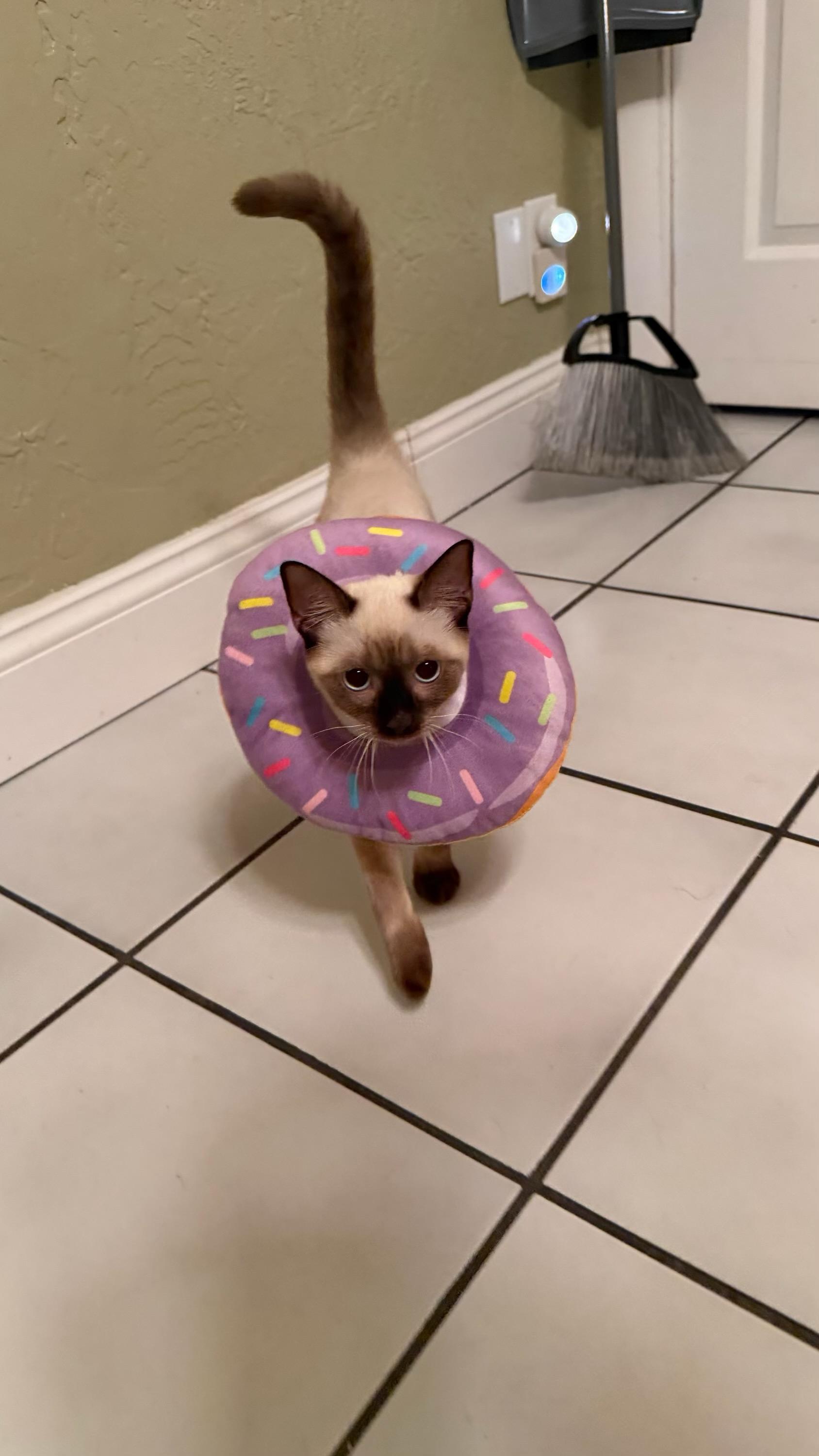 Amelia & Adriel BONDED