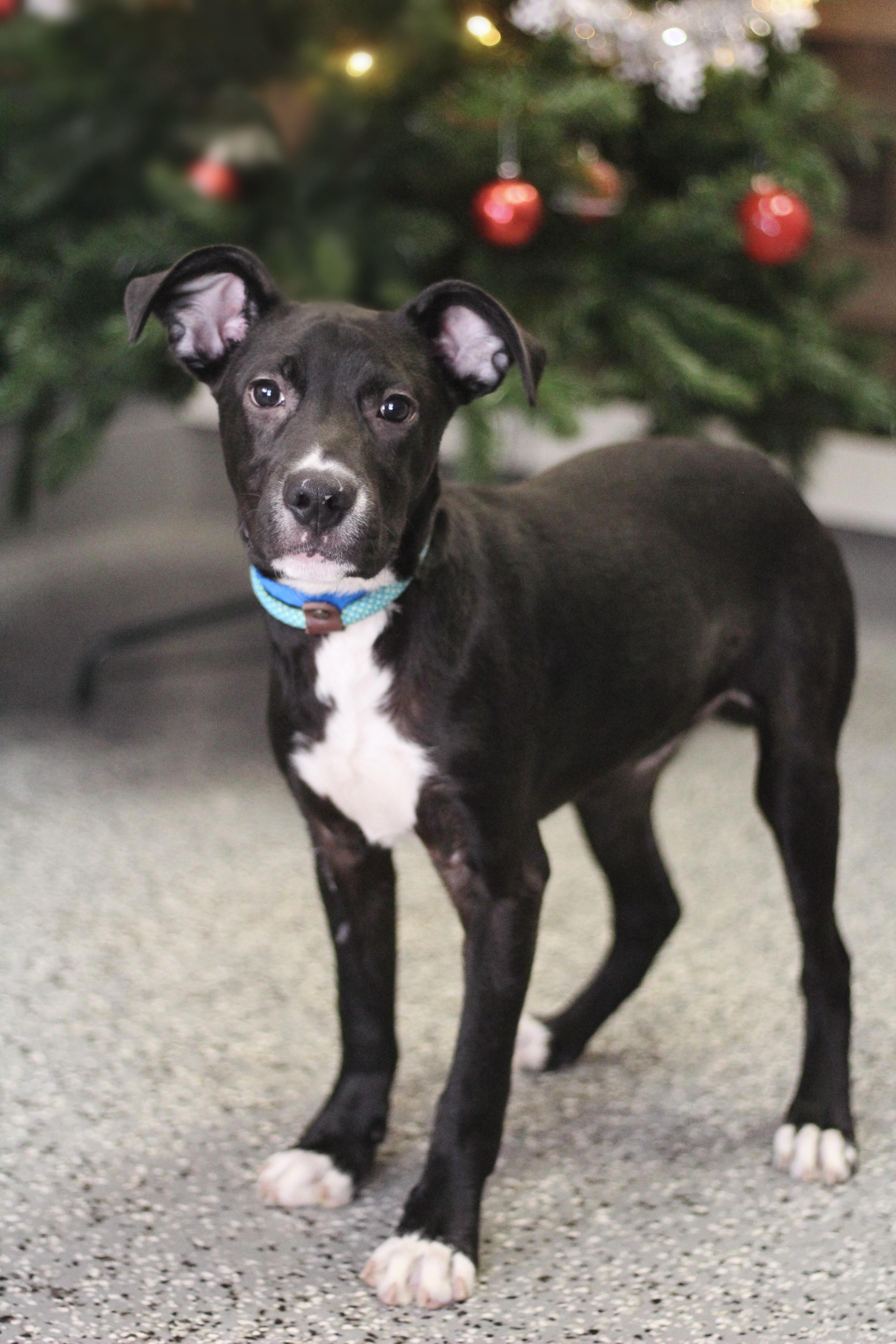 Flurry in NH! Come Meet our Adoptable Dogs Wednesday-Saturday. More info in Bio! , ADOPTABLE, Puppy Male Black Labrador Retriever.
