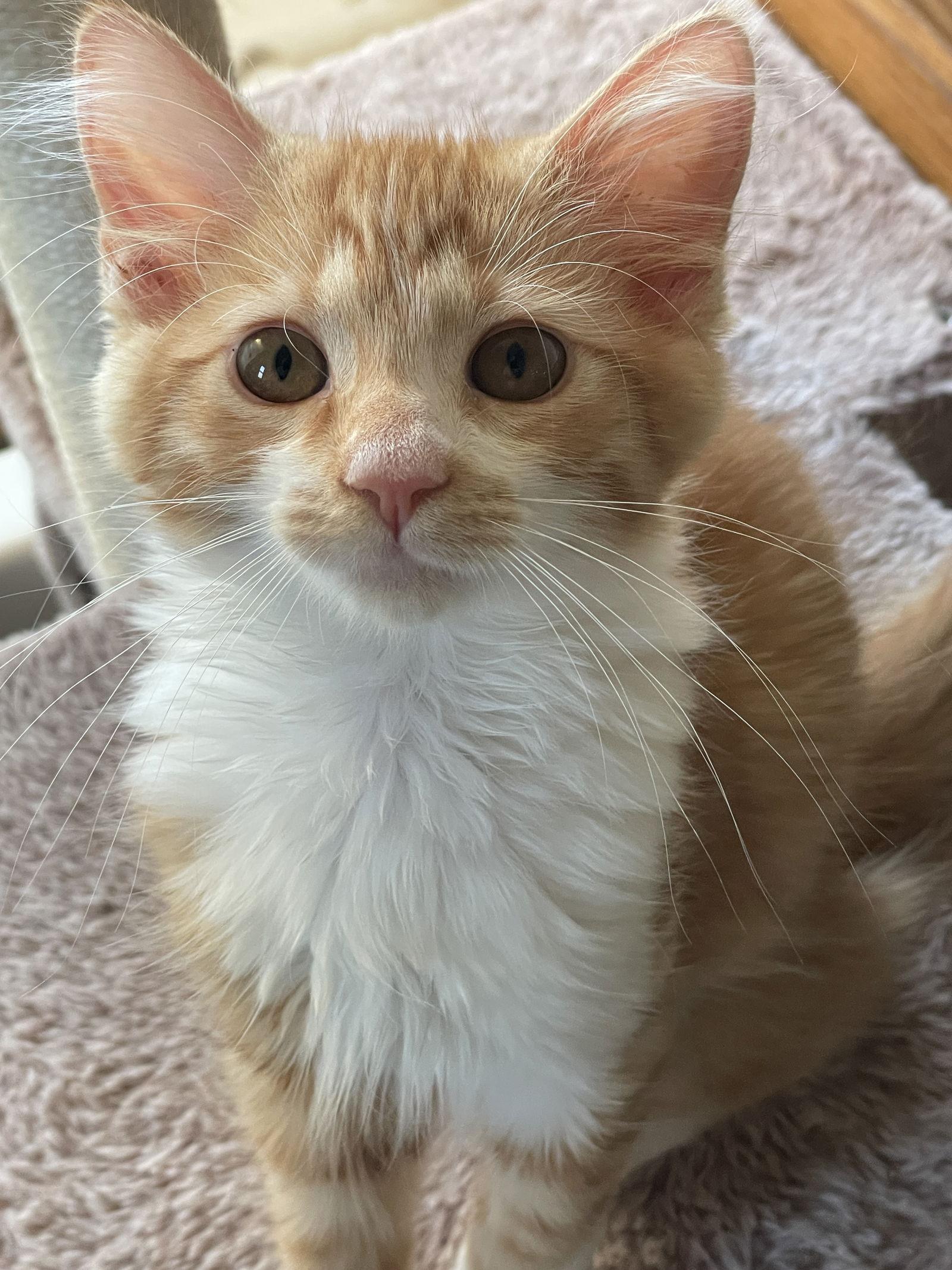 Misty, Adopted, Young Female Domestic Medium Hair.